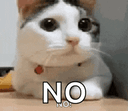 No (cat)