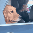Ignore (dog rolls up window)