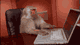 Monkey developer