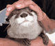 Otter