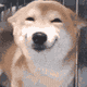 Shiba