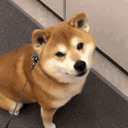 Shiba